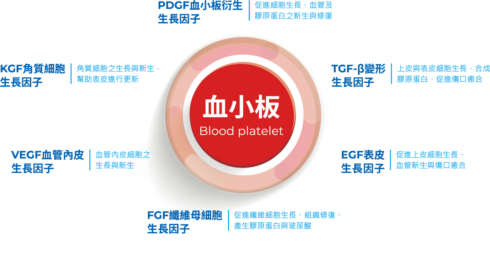 血小板的功能與生長因子