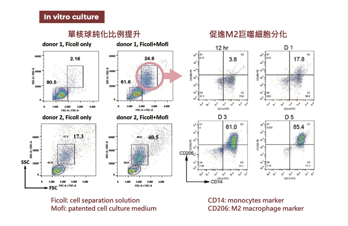 M2 巨噬細胞分化與第二型膠原蛋白形成